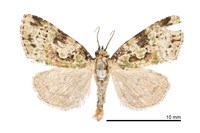 藏品(臺灣構夜蛾)的圖片